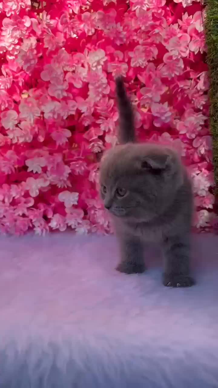 گربه رنگ خاکستری نژاد اسکاتیش فلد|گربه|آمل, |دیوار