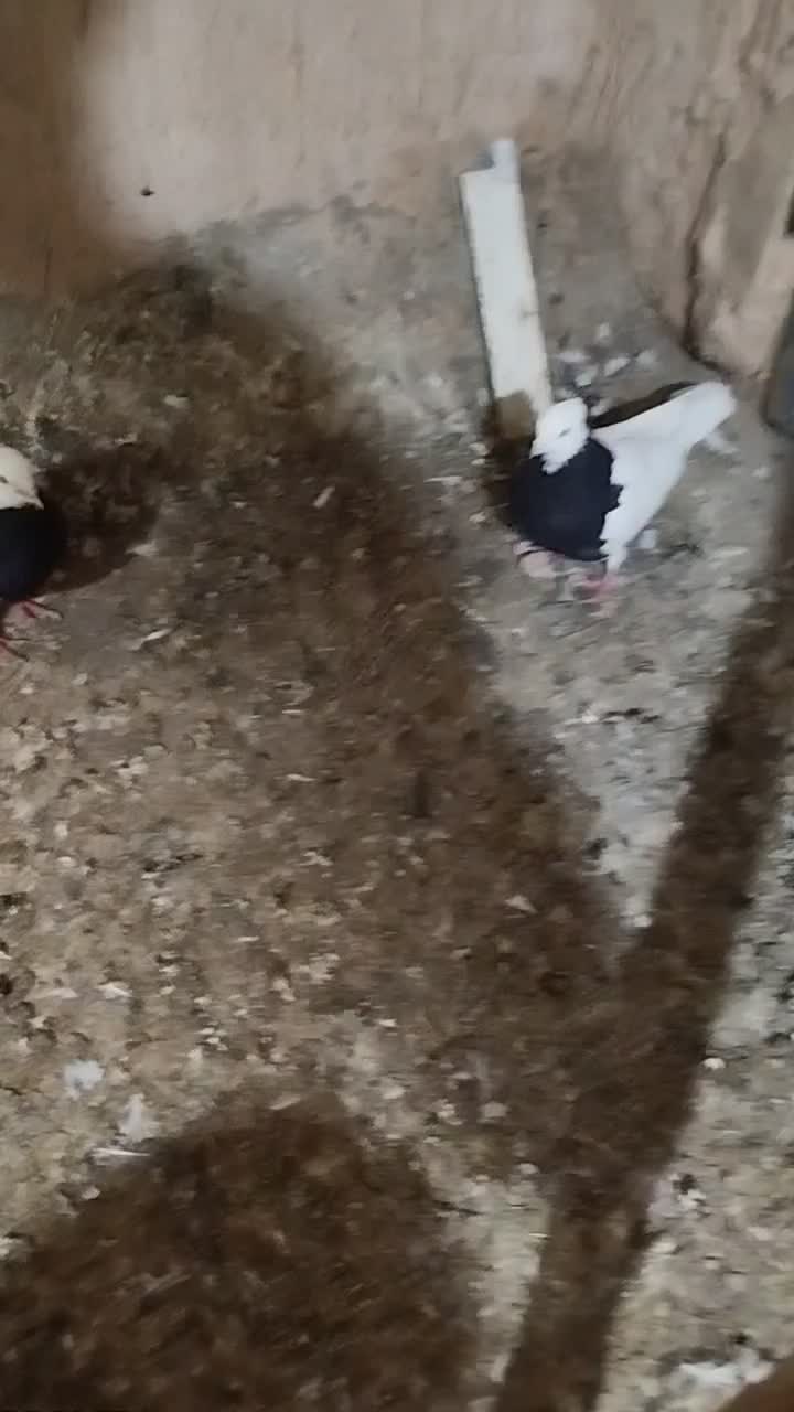 جفت طوقی سیاه واکسی درجه یک|پرنده|جوین, |دیوار