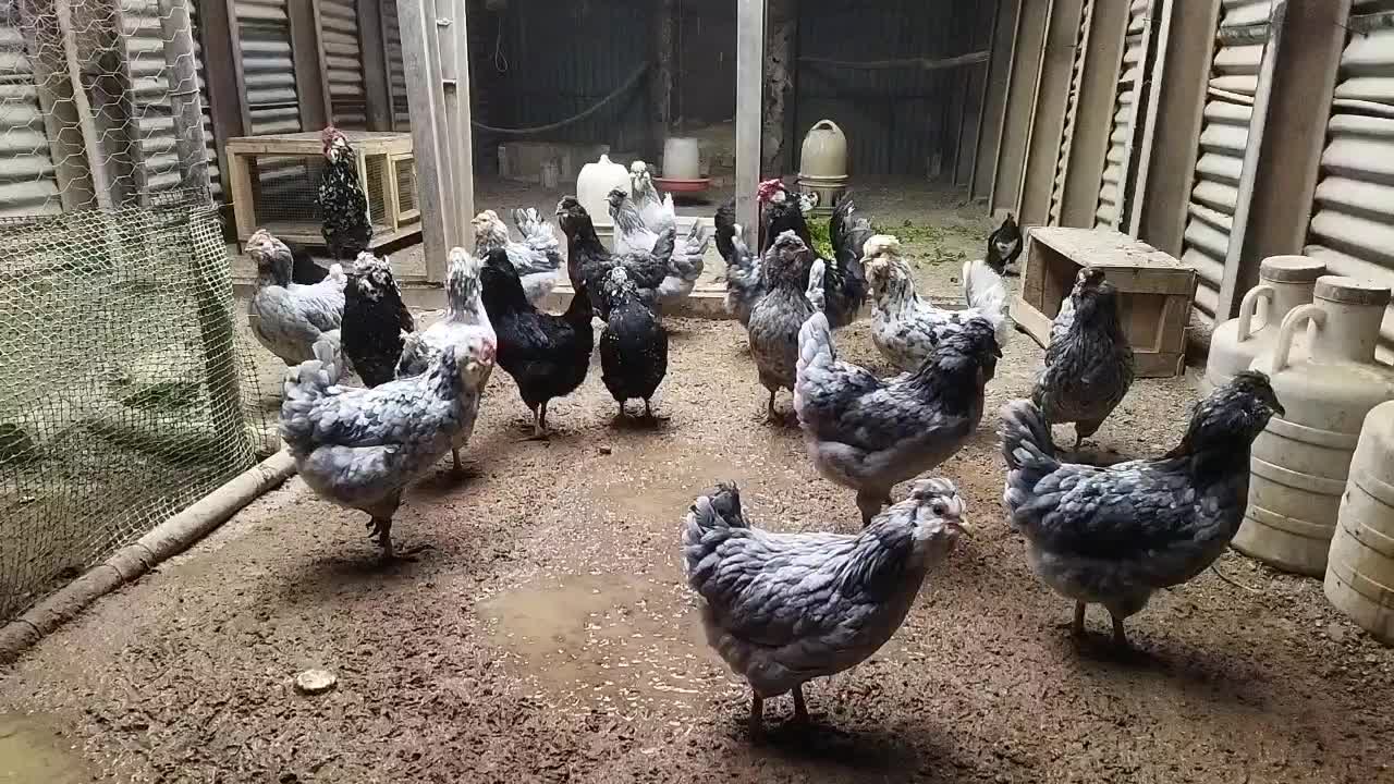 تخم مرغ گلین|حیوانات مزرعه|کرمانشاه, |دیوار