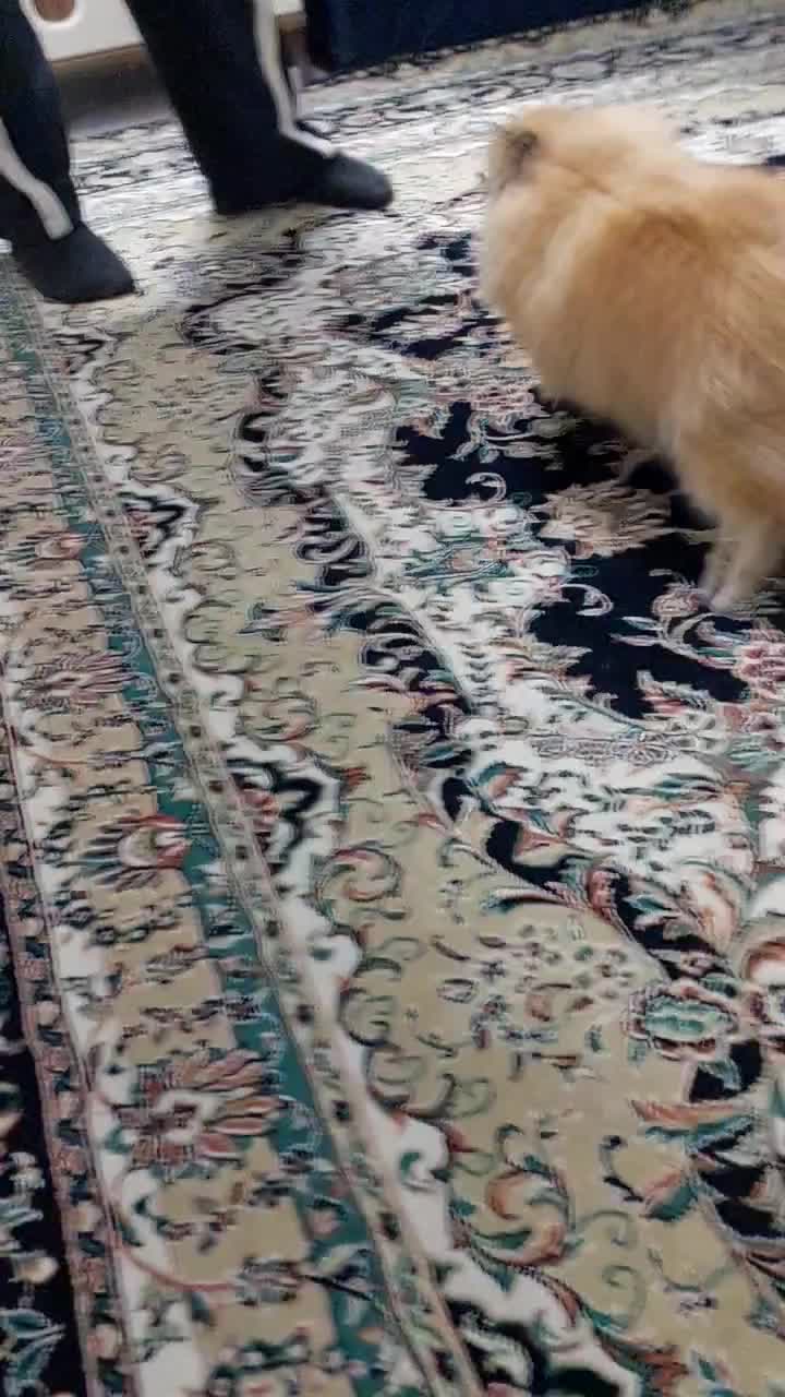 سگ پامر خرسی|سگ|محمدشهر, همایون ویلا|دیوار