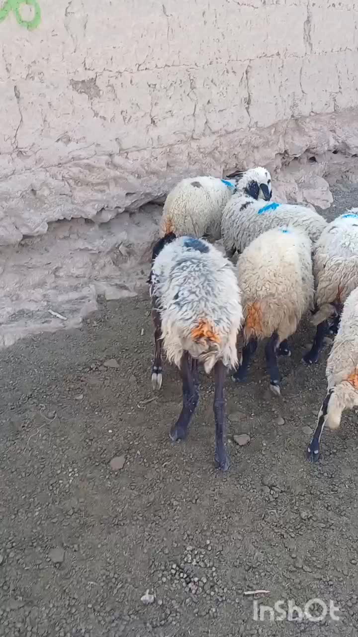 میش داشتی|حیوانات مزرعه|فردوس (کرمان), |دیوار