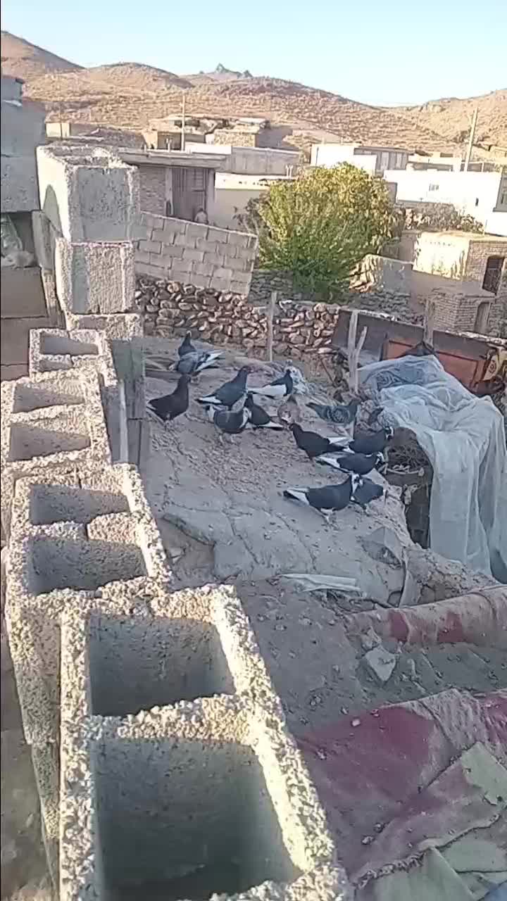 کبوتر فروشی|پرنده|رابر, |دیوار