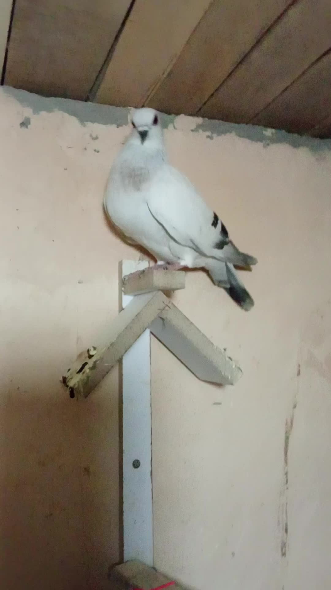 شامی کاغذی چشم سرمه نوک ریز|پرنده|مراغه, |دیوار