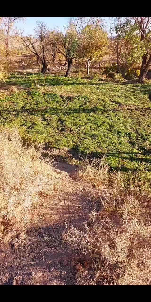 اسب عرب معاوضه با موتور دارم|اسب و تجهیزات اسبسواری|یزد, |دیوار