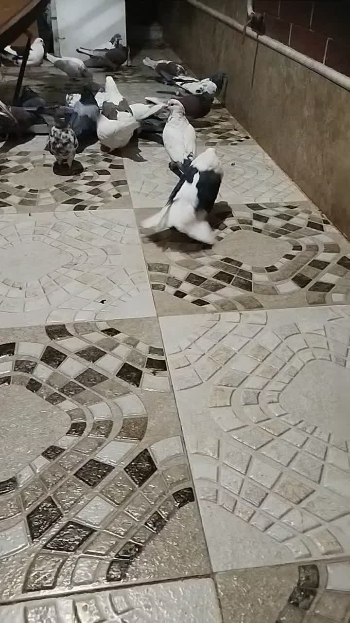 کبوتر پرشی|پرنده|بافت, |دیوار