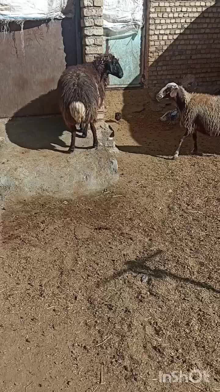 ۲ میش گوسفند بز بره|حیوانات مزرعه|بروجرد, |دیوار