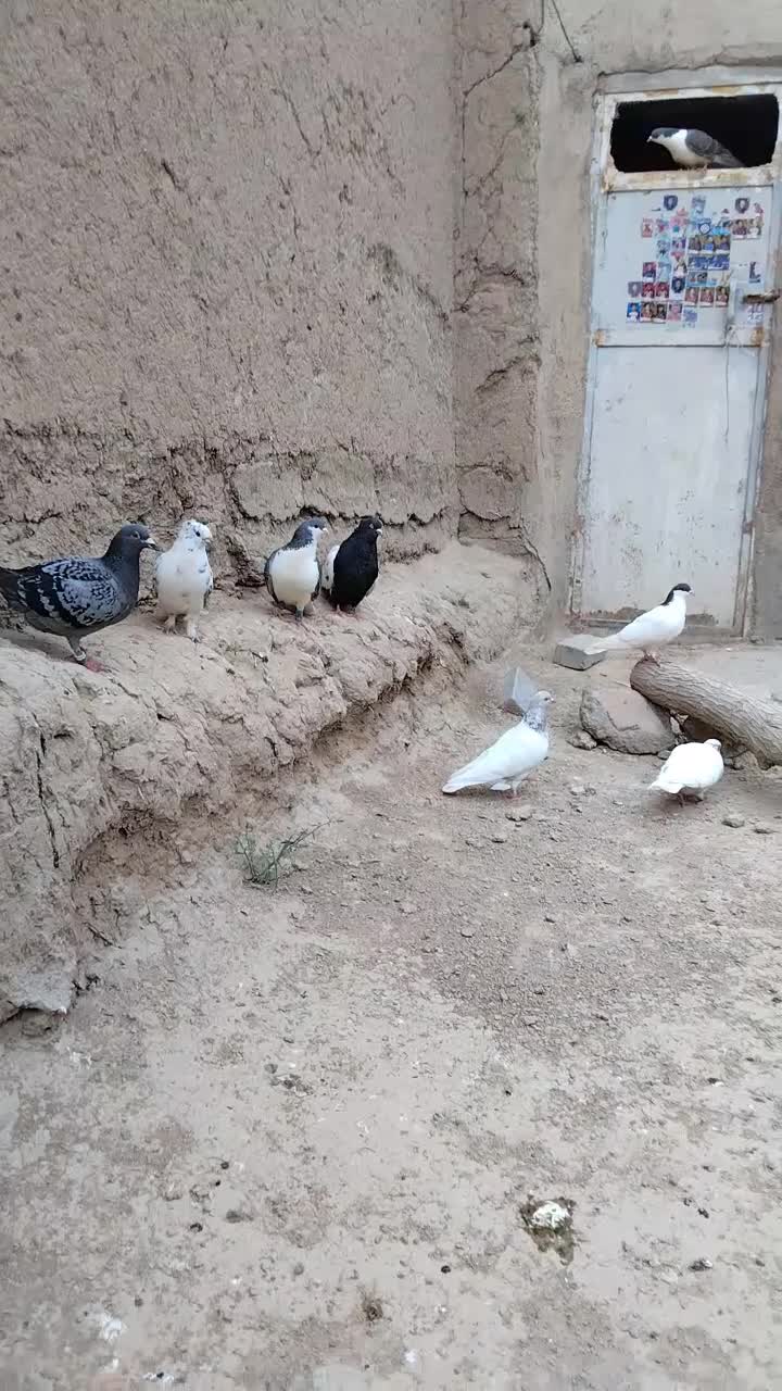 کفتر|پرنده|باخزر, |دیوار