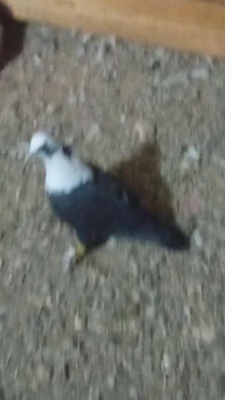 ماده کلسفید قیمت ۷۰۰|پرنده|شهرآباد, |دیوار