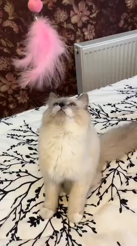 گربه هیمالین اصیل|گربه|کرمانشاه, |دیوار