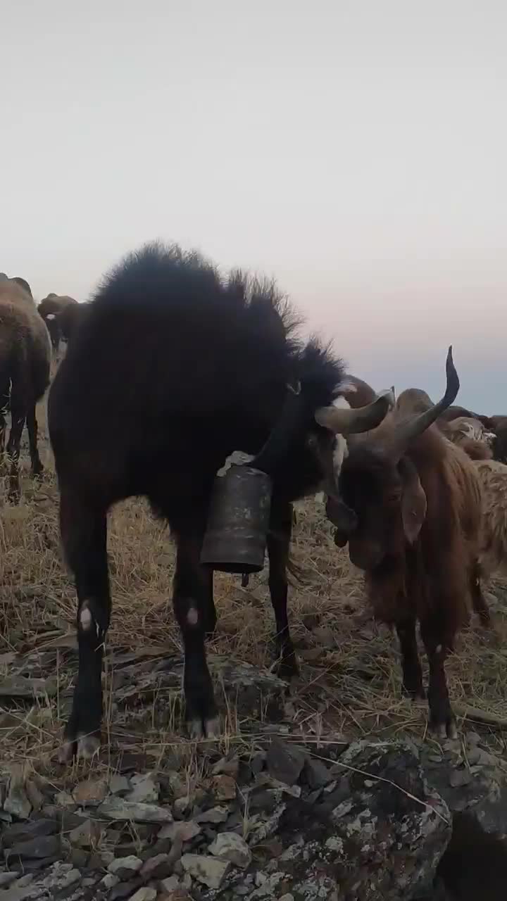 بزن نر س ساله|حیوانات مزرعه|طارم, |دیوار