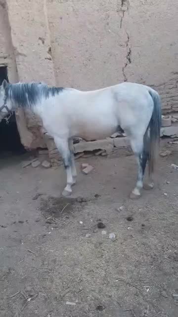 اسب|اسب و تجهیزات اسب‌سواری|رشت, لاکان شهر|دیوار