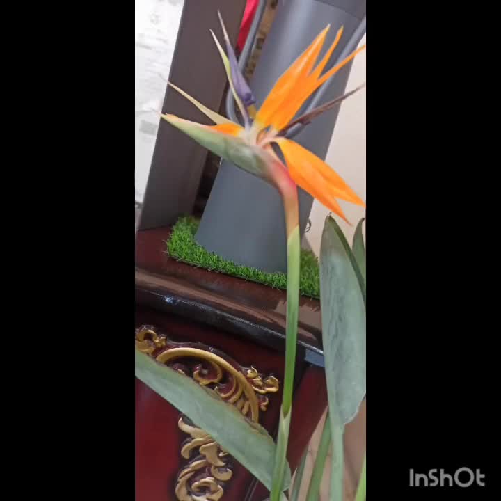 حراج نهال کرج درختچه شمال|گل و گیاه طبیعی|ازنا, |دیوار