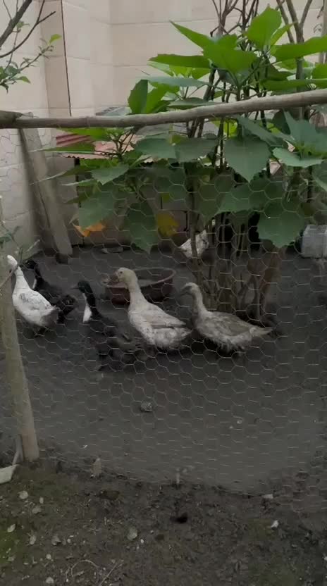 فروش ۱۵ عدد اردک محلی|حیوانات مزرعه|رشت, لاکان شهر|دیوار
