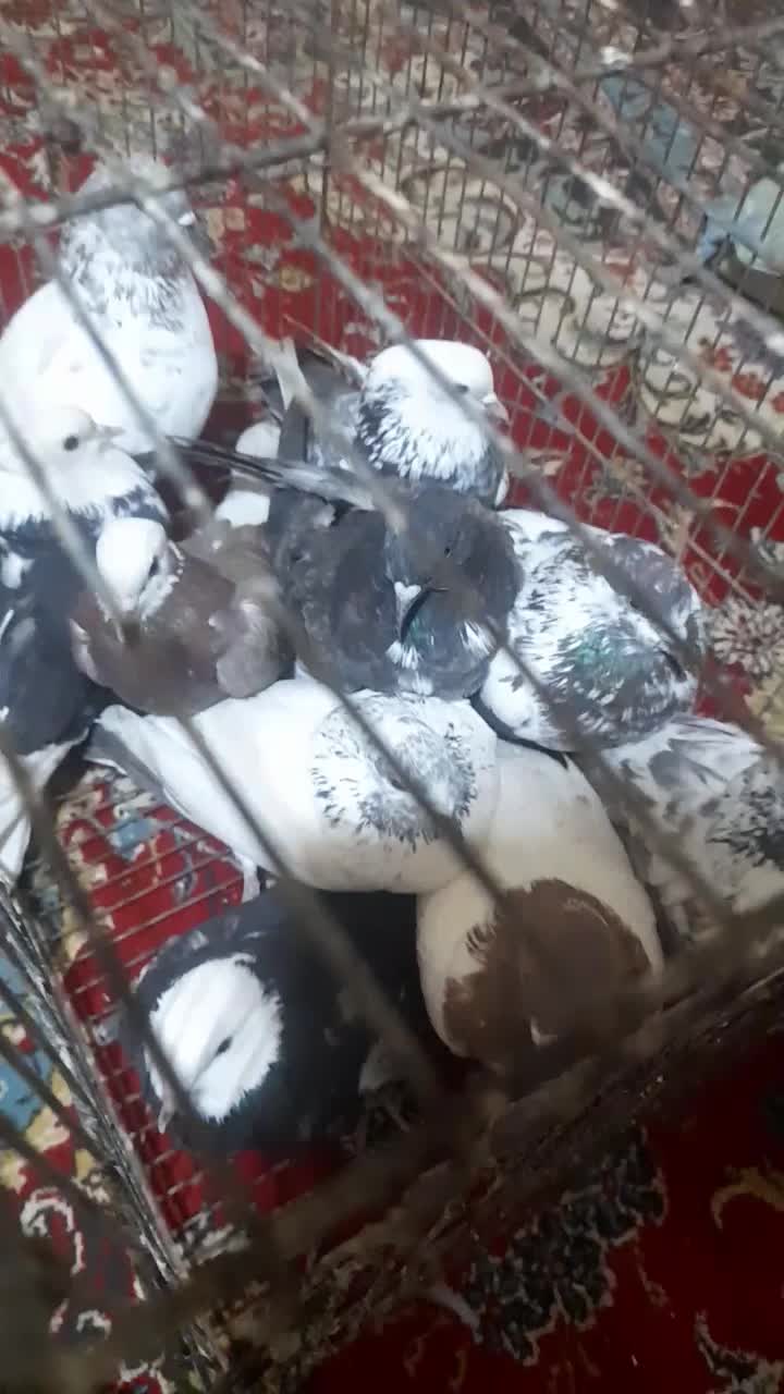 کفتر|پرنده|ساروق, |دیوار