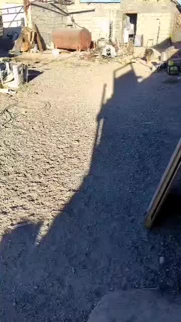 سگ ماده 9ماهه ژرمن خرگوشی شیب استاندارد|سگ|نگار, |دیوار