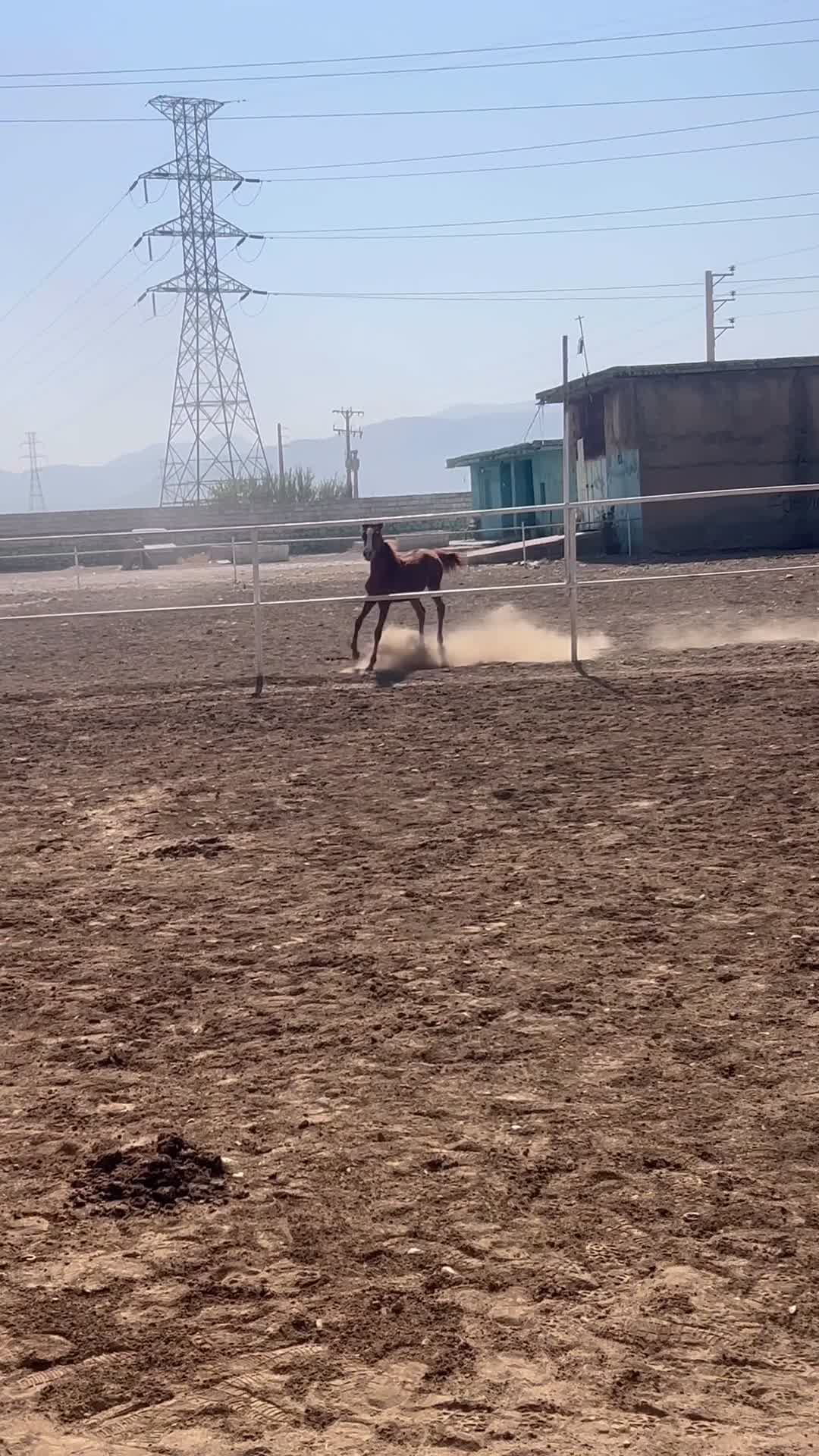 کره مادیون جنس دار درجه یک دنیای خون|اسب و تجهیزات اسبسواری|شیراز, قلات|دیوار