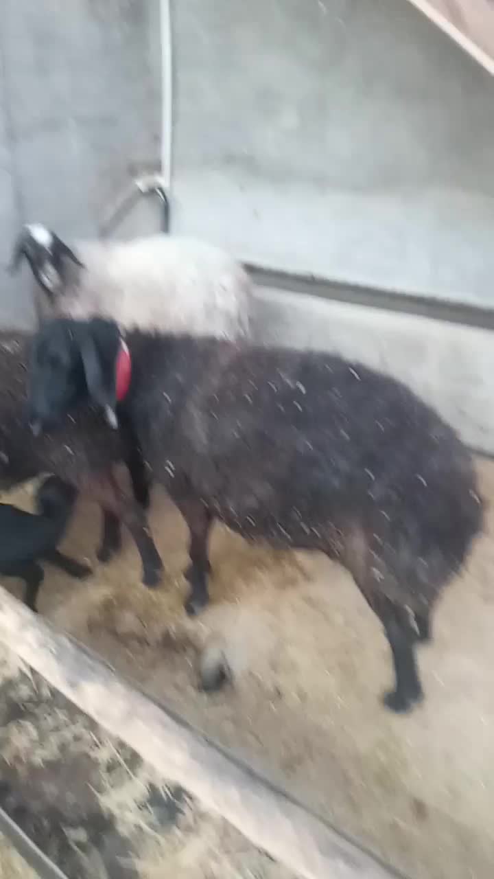 میش داشتی|حیوانات مزرعه|قم, تعویض پلاک|دیوار