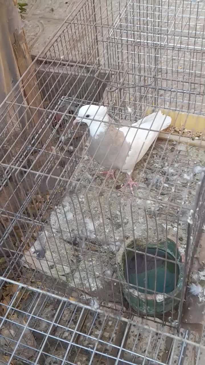 طوقی ماده درجه یک|پرنده|مبارکه, |دیوار