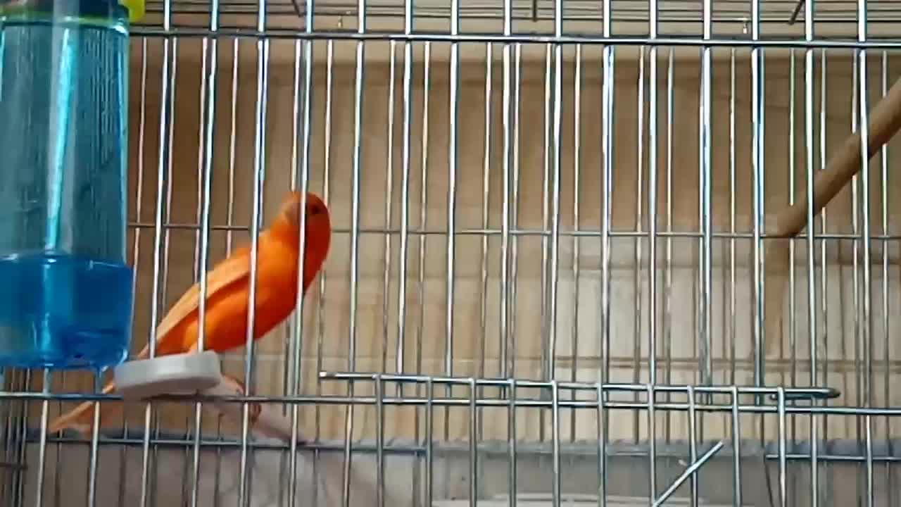 قناری نر|پرنده|شیراز, درکی|دیوار