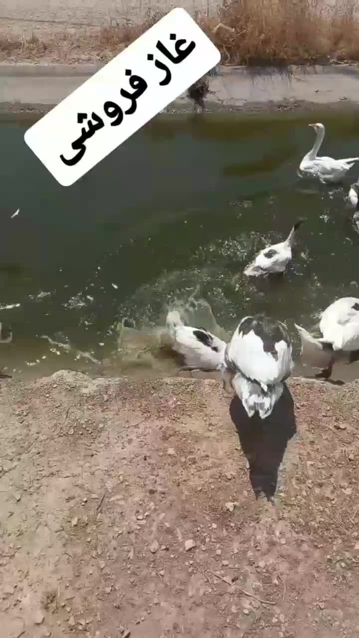 غاز|حیوانات مزرعه|کرمانشاه, |دیوار