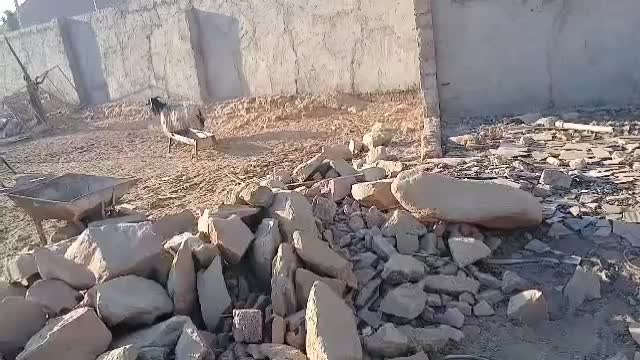 ۲۲عدد بز درجه یک|حیوانات مزرعه|مسجد سلیمان, |دیوار