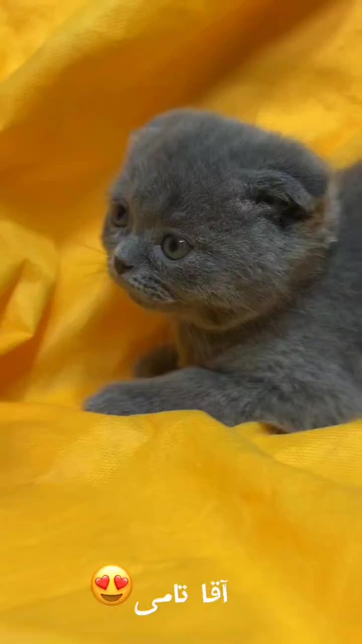 بلو|گربه|نیشابور, شهرک فرهنگیان|دیوار