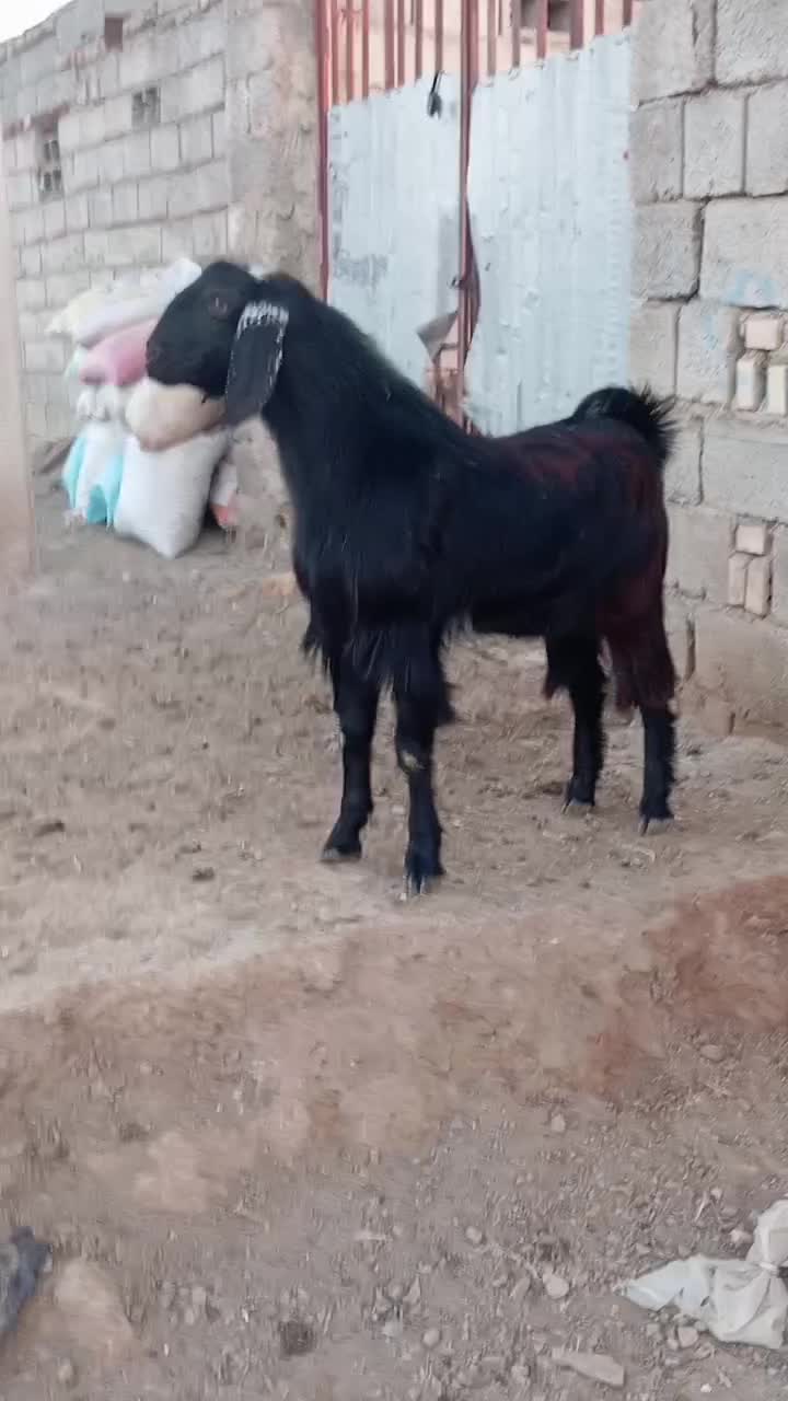 بزغاله نر|حیوانات مزرعه|تربت جام, جامرود|دیوار