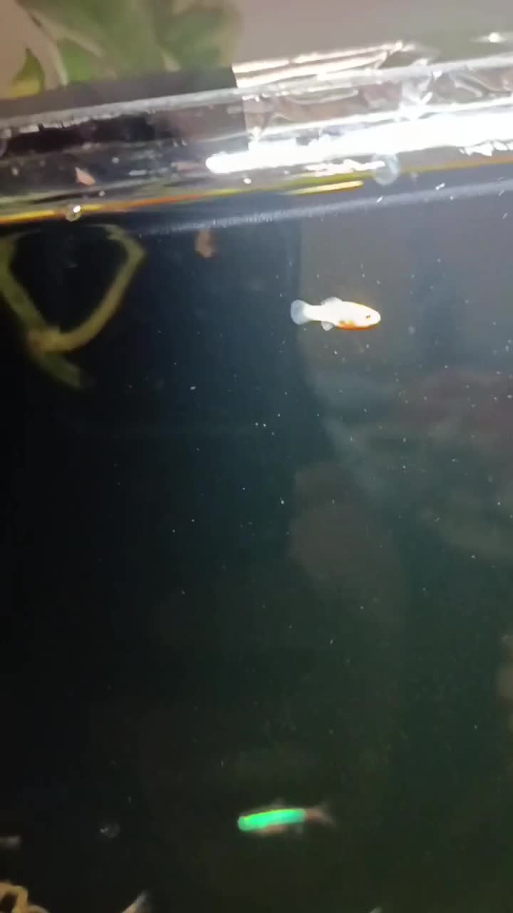 بچه ماهی رایگان|ماهی|شیراز, شهرک مهرگان|دیوار