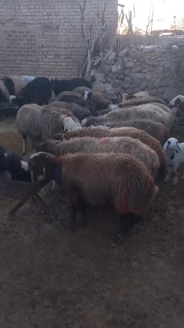 میش|حیوانات مزرعه|شهرضا, |دیوار