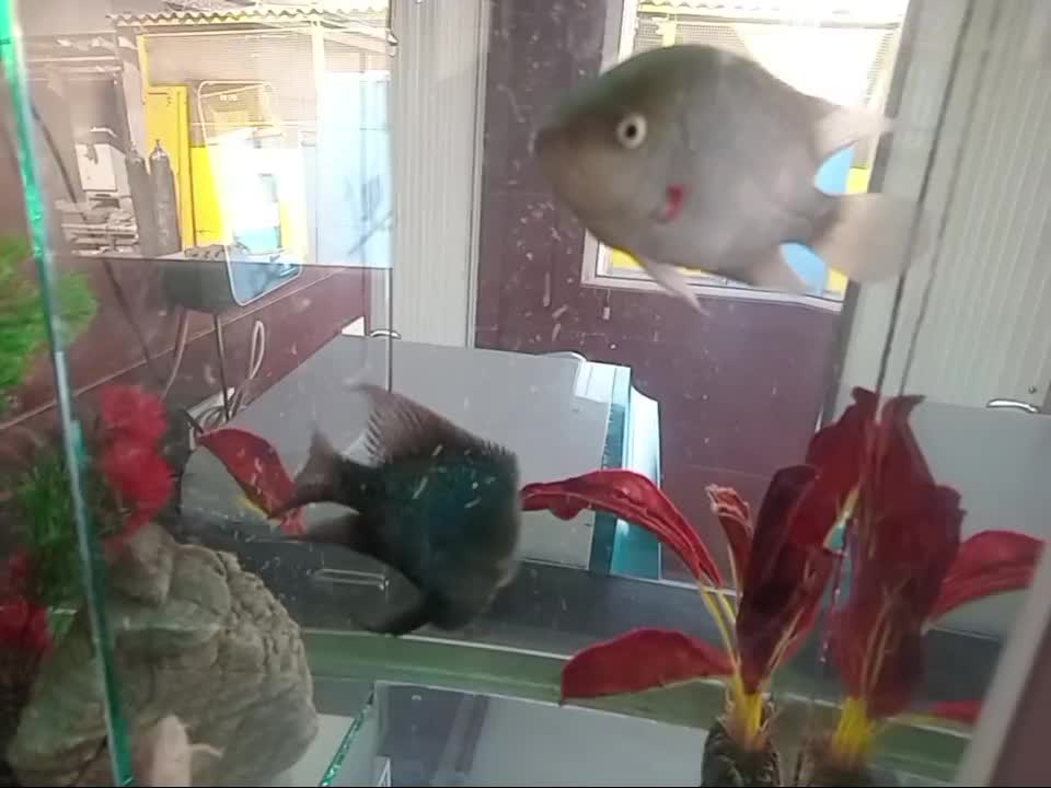 ماهی فلاور کامفار ۴ عدد|ماهی|تهران, خلیج فارس|دیوار