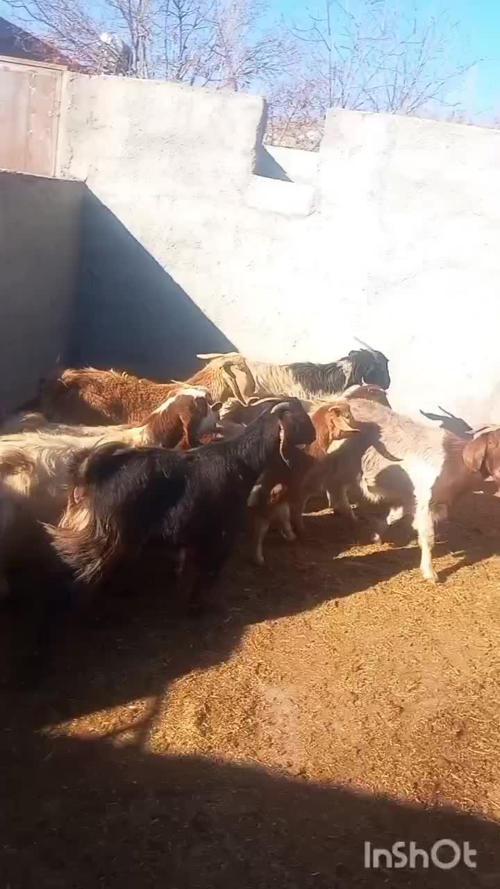 بز اوست|حیوانات مزرعه|سمنان, |دیوار