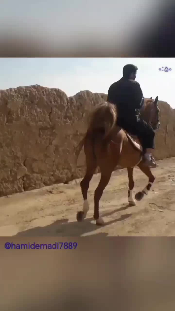 اسب|اسب و تجهیزات اسب‌سواری|خمینی‌شهر, |دیوار