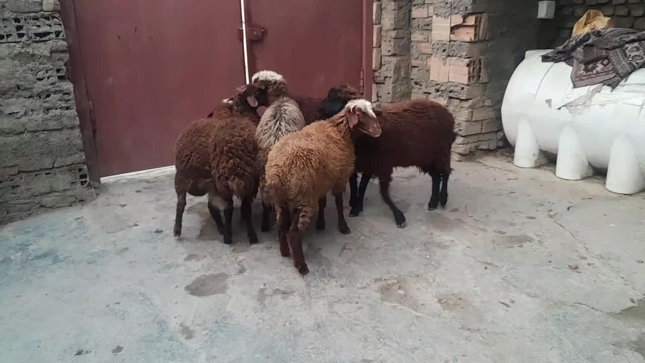 بره های نروماده|حیوانات مزرعه|سرخنکلاته, |دیوار