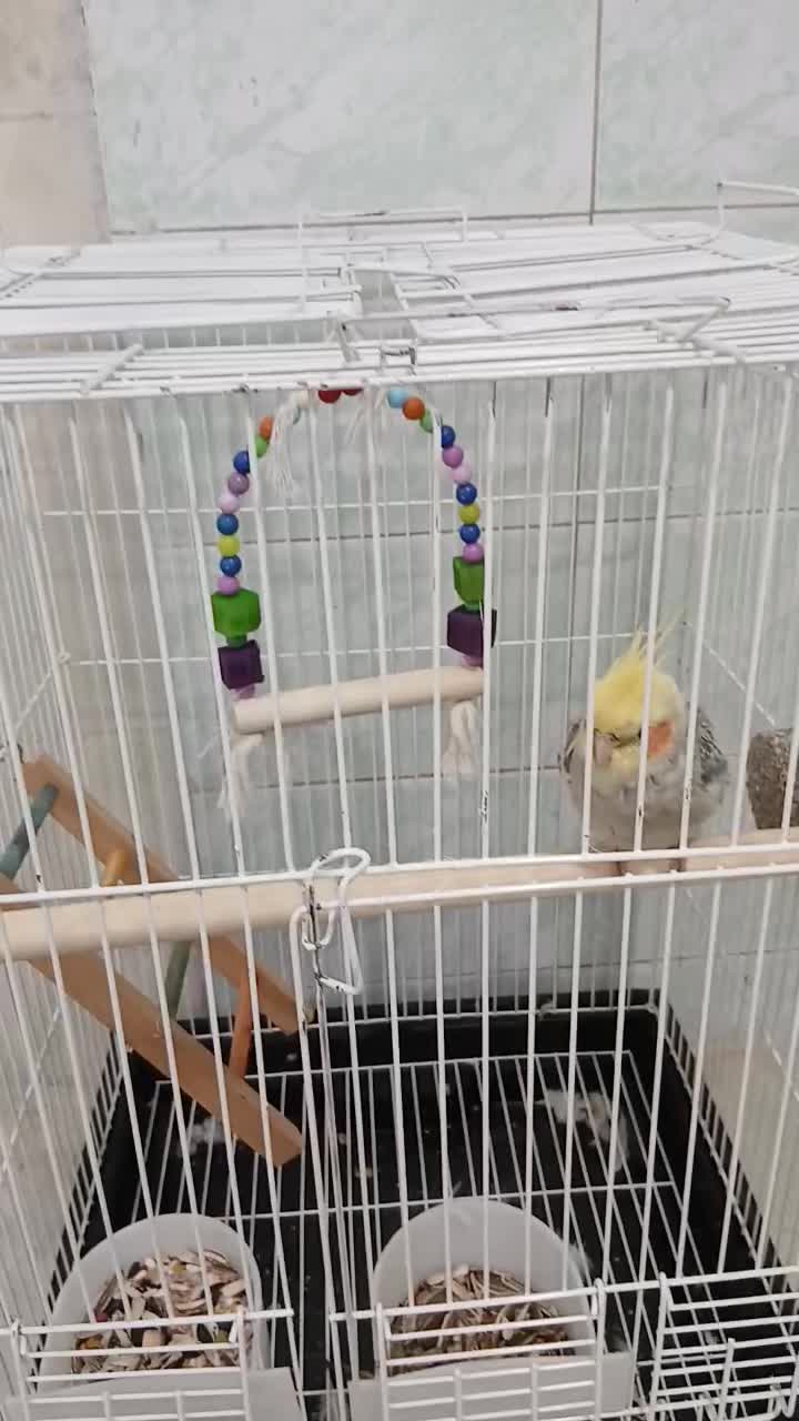 عروس هلندی|پرنده|لاهیجان, کوی زمانی|دیوار