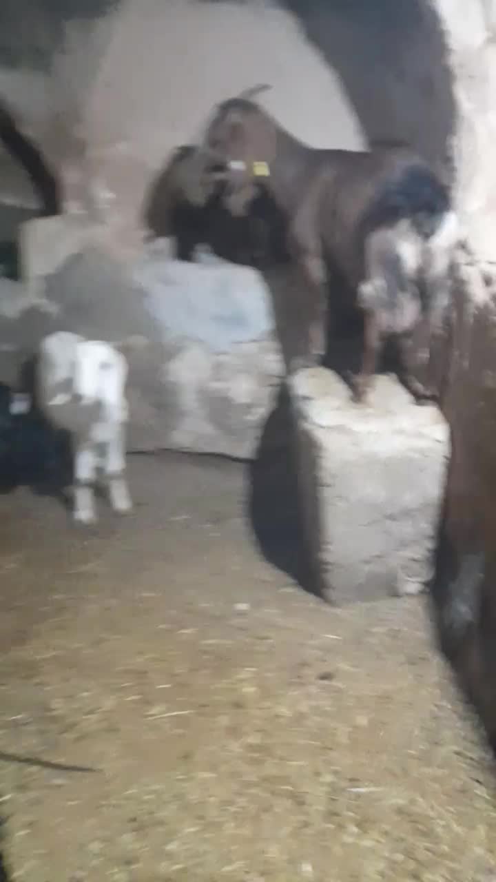 بز دو قلوزا|حیوانات مزرعه|شهرکرد, |دیوار