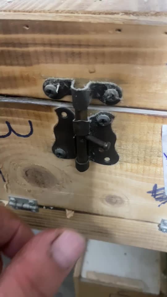 عروس هلندی مولد|پرنده|آستانه اشرفیه, |دیوار