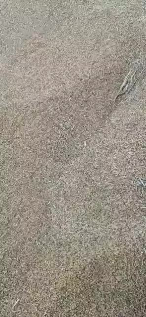 برنج|حراج|جهرم, |دیوار