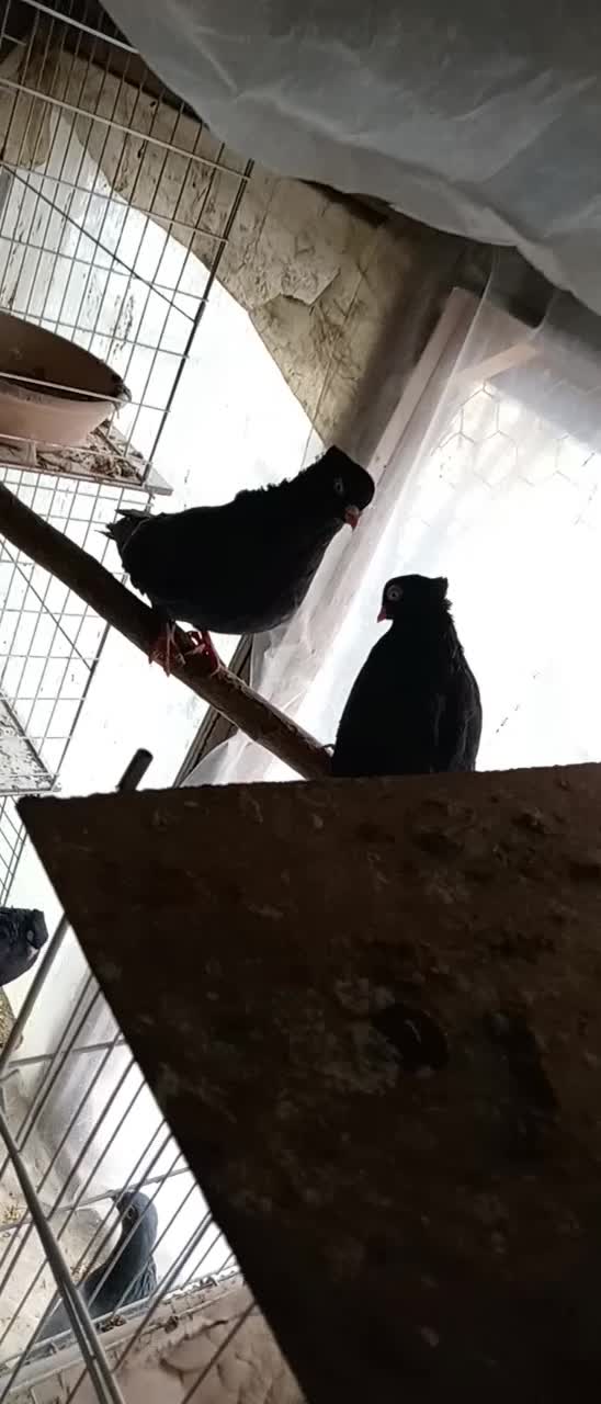 نر و ماده قیل|پرنده|شهرضا, |دیوار