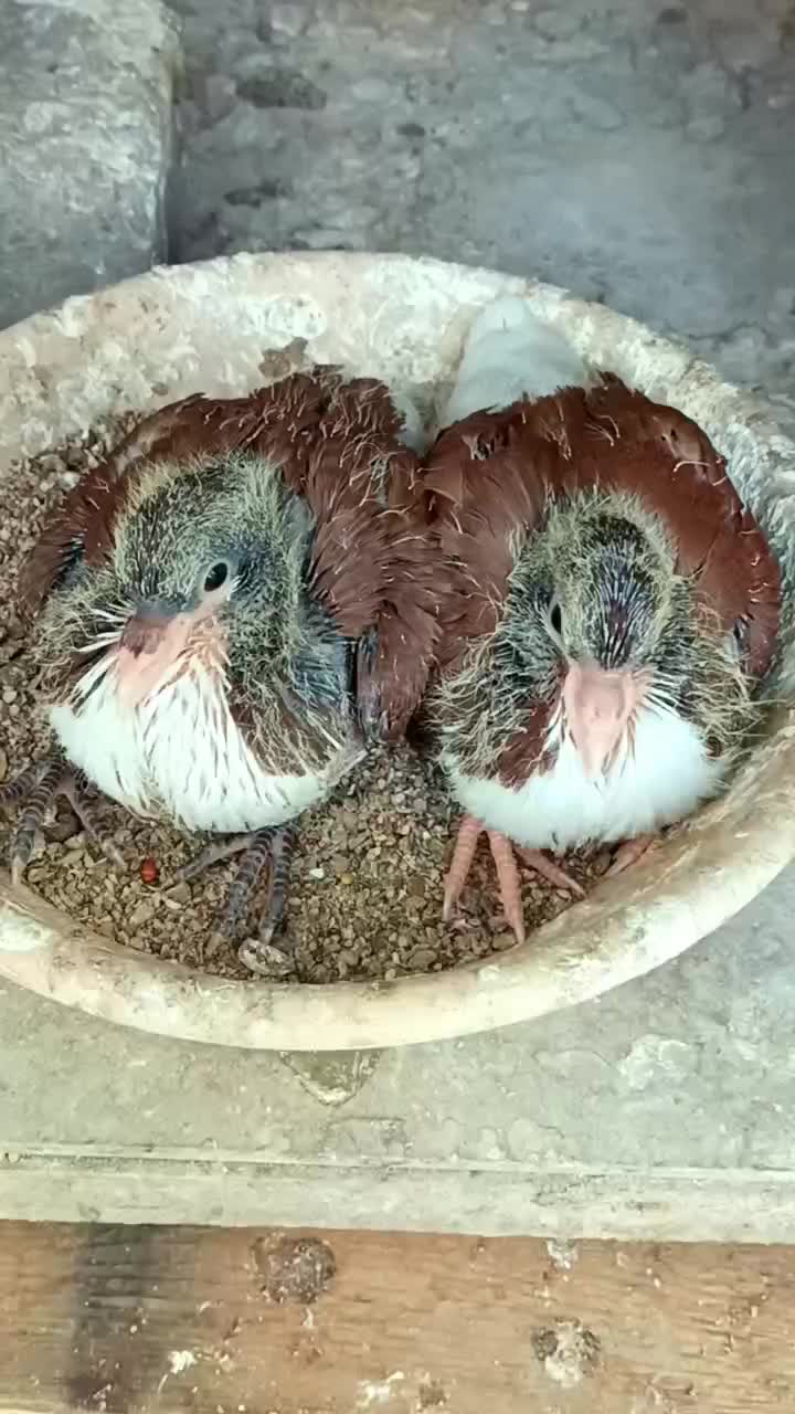 شهری سرخ ماده با جوجه هاش|پرنده|شیراز, دشت چنار|دیوار