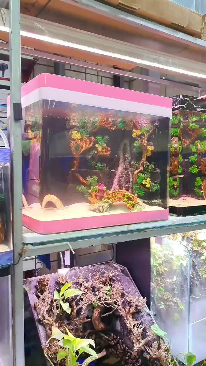 ماهی سوارتل مولد سوپر سایز آکواریوم|ماهی|مشهد, نیزه|دیوار