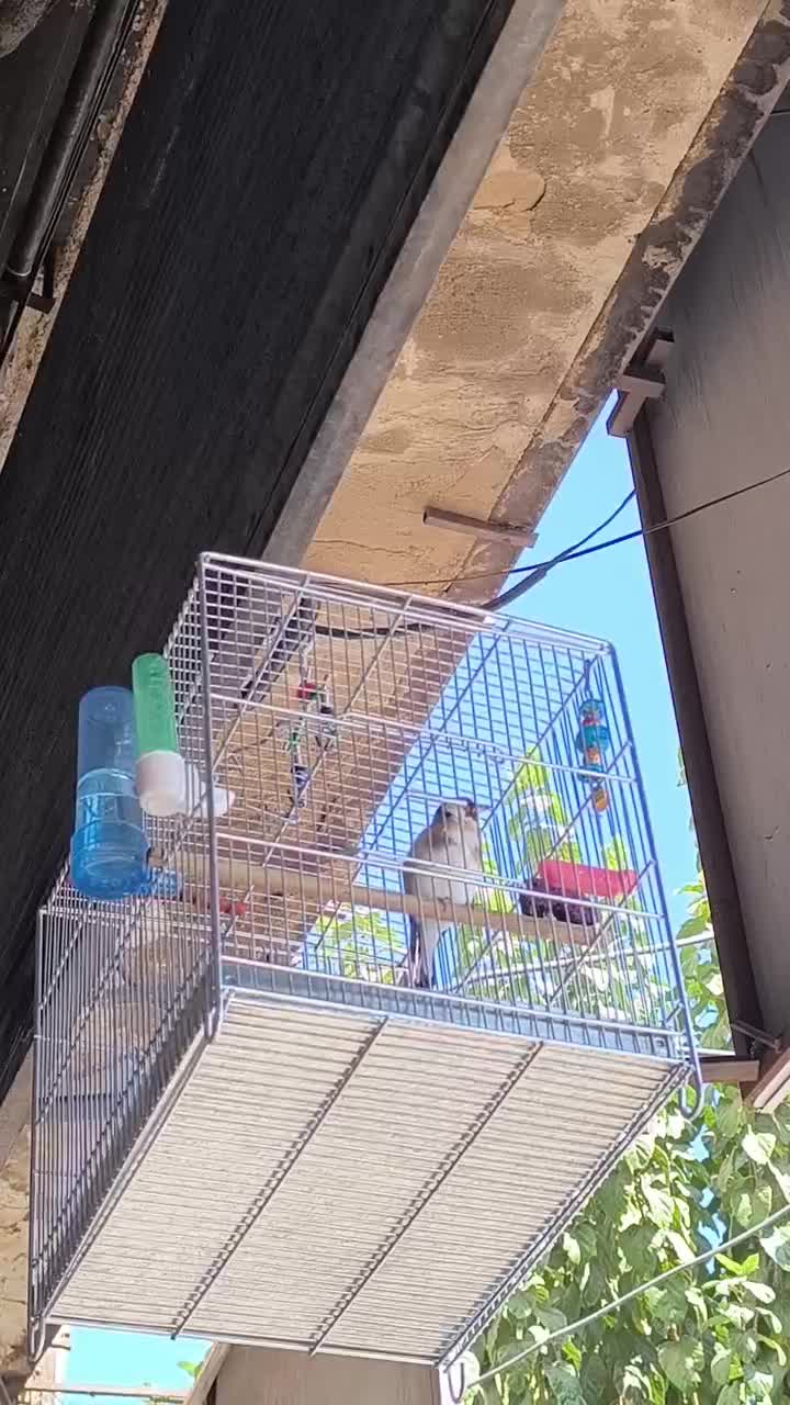 سهره سفید نر عالیی|پرنده|قدس, شهرقدس|دیوار