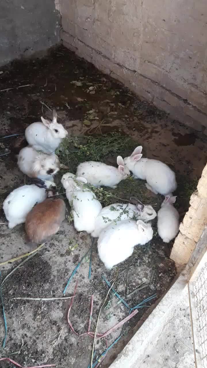 خرگوش سالمو تمیز|موش و خرگوش|ورامین, شهرک مدرس|دیوار