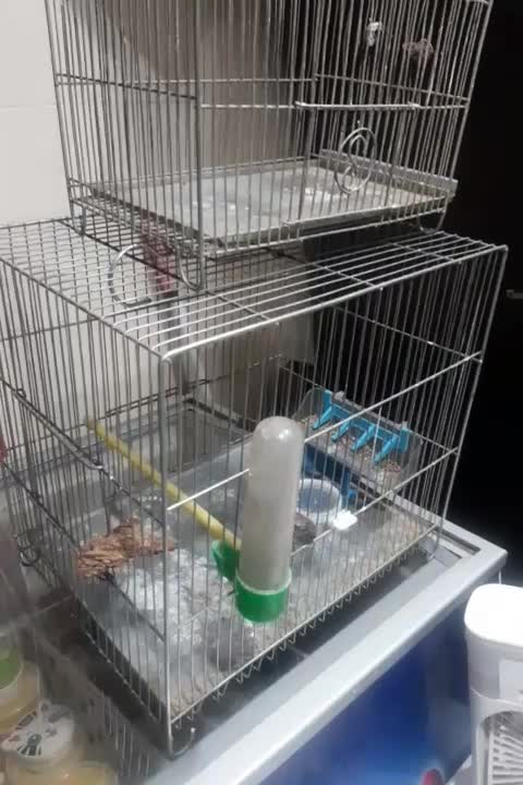 دوتا قفس پرنده کوچک و بزرگ|لوازم جانبی حیوانات|سنندج, |دیوار