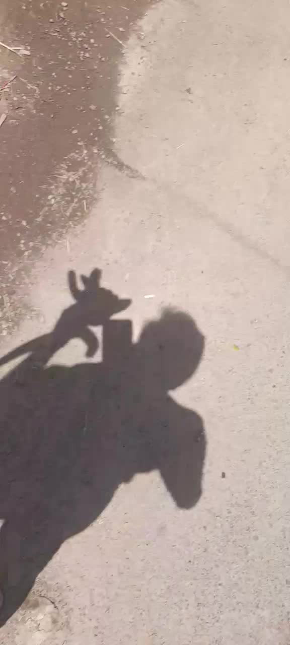 درخت بندار بن بالا شهر داری ماده ۷|خدمات باغبانی و درختکاری|ری, اقدسیه|دیوار