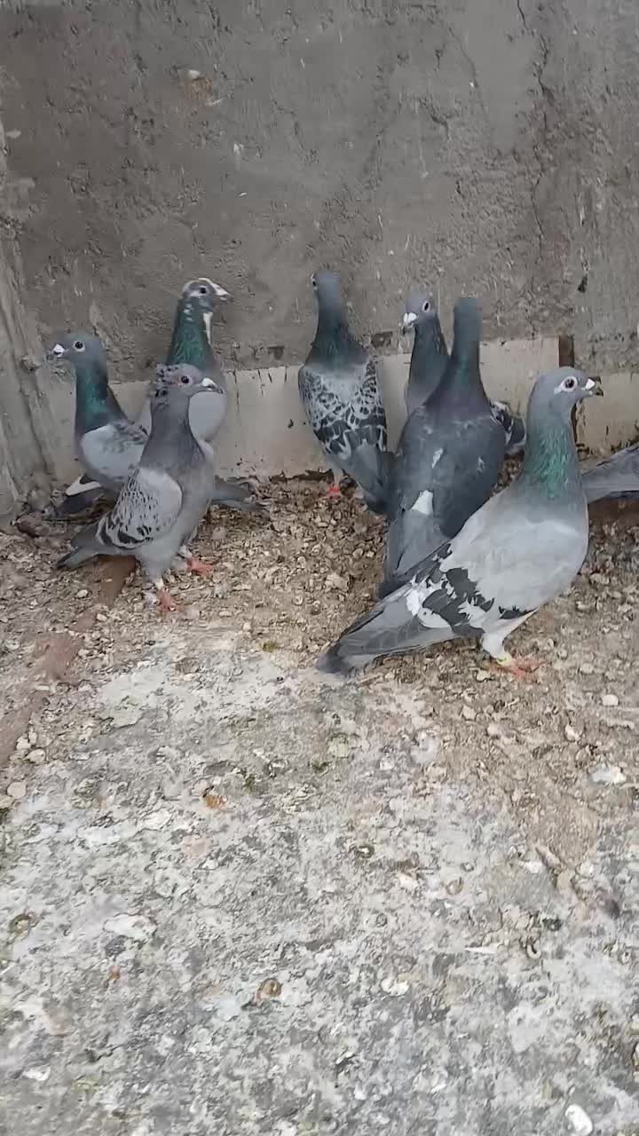 کبوتر|پرنده|یزد, |دیوار