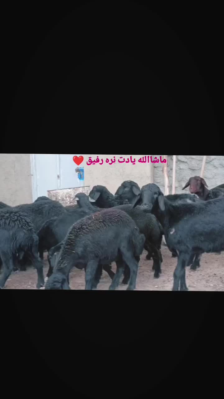 بره ماده قره قزل گوسفند میش قوچ شیشک افشار|حیوانات مزرعه|زنجان, |دیوار