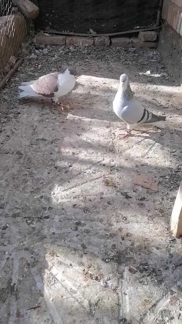 جفت ساده|پرنده|تایباد, |دیوار