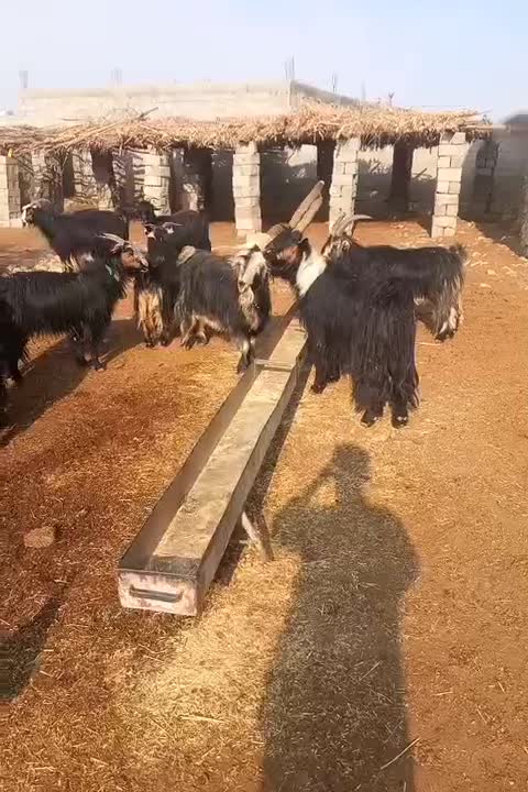 فروش ۸ بز|حیوانات مزرعه|باغ ملک, |دیوار