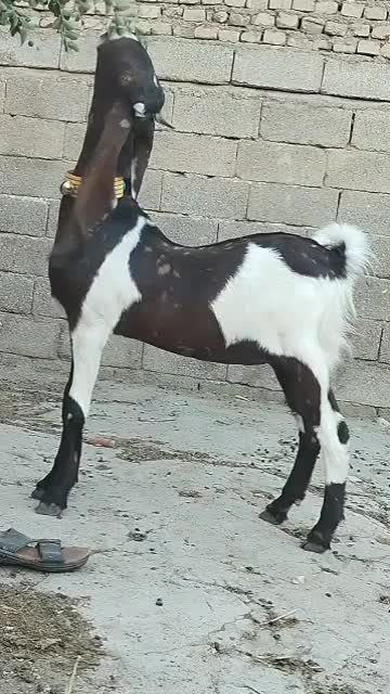 بز کاموری اصل چهار قلوزا|حیوانات مزرعه|اندیمشک, |دیوار