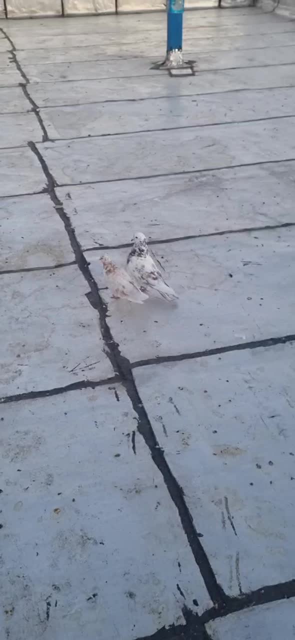 کبوتر پرشی|پرنده|الشتر, |دیوار